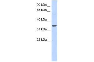 Western Blotting (WB) image for anti-Aspartic Peptidase, Retroviral-Like 1 (ASPRV1) antibody (ABIN2459628) (ASPRV1 抗体)