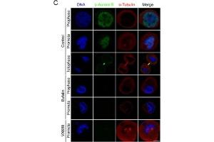 Bufalin prevents Aurora A recruitment to mitotic centrosomes and Aurora B recruitment to unattached kinetochores(A) HeLa cells were synchronized by a single thymidine treatment, released in the presence or absence of bufalin (100 nM) for 9 h, and stained for phospho-Aurora A (Green), α-tubulin (Red) and DNA (Blue). (Aurora Kinase B 抗体  (pThr232))