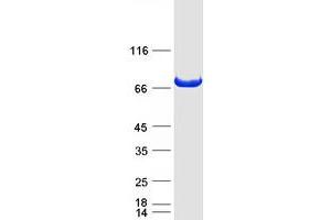 Western Blotting (WB) image for Dynamin 1-Like (DNM1L) (Transcript Variant 2) protein (Myc-DYKDDDDK Tag) (ABIN2719859)