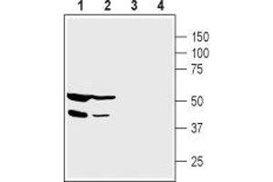 Western blot analysis of human  pancreatic carcinoma cell lysate (lanes 1 and 3) and human HepG2 liver carcinoma cell lysate (lanes 2 and 4):1,2. (Protein Interacting With Protein Kinase C, alpha 1 (PICK1) Peptide)