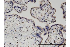 Immunoperoxidase of monoclonal antibody to PIGQ on formalin-fixed paraffin-embedded human placenta. (PIGQ 抗体  (AA 661-758))