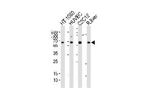 Western blot analysis of lysates from HT-1080, HUVEC, mouse C2C12 cell line and rat liver tissue lysate(from left to right), using SD1 Antibody (Center) (ABIN6242631 and ABIN6577423). (SMAD1 抗体  (AA 163-196))