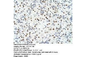 Rabbit Anti-HNRPA3 Antibody  Paraffin Embedded Tissue: Human Liver Cellular Data: Hepatocytes Antibody Concentration: 4. (HNRNPA3 抗体  (N-Term))