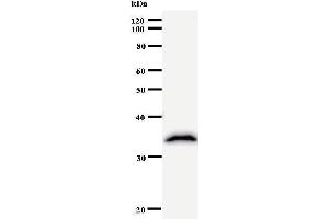 Western Blotting (WB) image for anti-Mastermind-Like 3 (MAML3) antibody (ABIN931064) (MAML3 抗体)