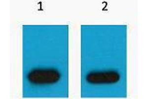Western Blotting (WB) image for anti-mCherry Fluorescent Protein antibody (ABIN3178738) (mCherry 抗体)