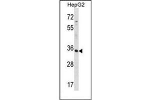 Western blot analysis of RFNG Antibody (C-term) in HepG2 cell line lysates (35ug/lane). (RFNG 抗体  (C-Term))