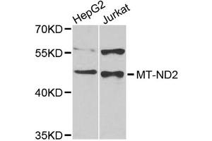 Western blot analysis of extracts of various cell lines, using MT-ND2 antibody (ABIN4904438) at 1:1000 dilution.