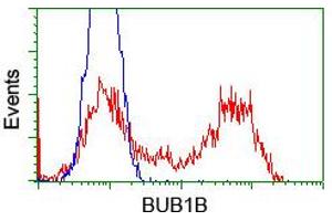 Image no. 7 for anti-Budding Uninhibited By Benzimidazoles 1 Homolog beta (Yeast) (BUB1B) antibody (ABIN1496995) (BUB1B 抗体)