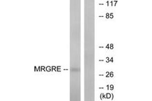 Western blot analysis of extracts from HeLa cells, using MRGRE Antibody. (MRGPRE 抗体  (AA 171-220))
