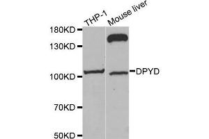 Western blot analysis of extracts of various cell lines, using DPYD antibody. (DPYD 抗体  (AA 1-173))