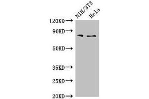 Western Blot Positive WB detected in: NIH/3T3 whole cell lysate, Hela whole cell lysate All lanes: PCCA antibody at 4 μg/mL Secondary Goat polyclonal to rabbit IgG at 1/50000 dilution Predicted band size: 81, 78, 76 kDa Observed band size: 81 kDa (PCCA 抗体  (AA 585-720))
