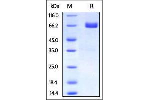 Biotinylated Human PD-L2, Fc Tag on SDS-PAGE under reducing (R) condition. (PDCD1LG2 Protein (AA 20-219) (Fc Tag,AVI tag,Biotin))