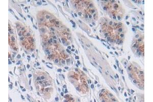 Immunohistochemistry (IHC) image for anti-Sorting Nexin 13 (SNX13) (AA 97-284) antibody (ABIN7434740)