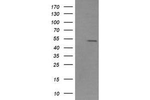 Image no. 1 for anti-Zinc Finger and SCAN Domain Containing 21 (Zscan21) antibody (ABIN1501864) (ZSCAN21 抗体)