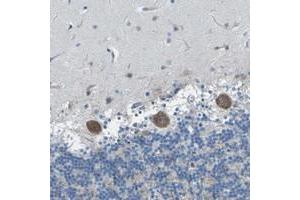 Immunohistochemical staining of human cerebellum with OPALIN polyclonal antibody  shows moderate cytoplasmic positivity in purkinje cells. (OPALIN 抗体)