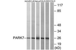 Western blot analysis of extracts from HuvEc/JurKat/HeLa/COLO205/293 cells, using PARK7 Antibody. (PARK7/DJ1 抗体  (AA 61-110))