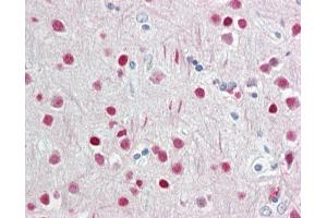 Anti-WDR5 antibody IHC staining of human brain, cortex. (WDR5 抗体  (N-Term))
