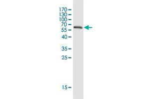 Western Blot detection against Immunogen (64. (EID3 抗体  (AA 1-333))