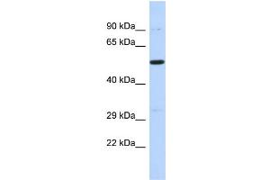 Host: Rabbit Target Name: PRDM11 Sample Type: 721_B Whole cell lysates Antibody Dilution: 1. (PRDM11 抗体  (C-Term))