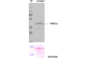 Sample preparation and immunoblot analysis were carried out as described in Karnik et al. (YFP 抗体  (C-Term))
