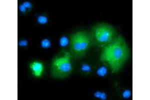 Anti-MAPK7 mouse monoclonal antibody (ABIN2454052) immunofluorescent staining of COS7 cells transiently transfected by pCMV6-ENTRY MAPK7 (RC203506). (MAPK7 抗体)