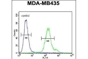 MTX2 Antibody (C-term) (ABIN654751 and ABIN2844433) flow cytometric analysis of MDA-M cells (right histogram) compared to a negative control cell (left histogram). (MTX2 抗体  (C-Term))