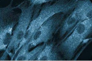 Immunofluorescent staining of HISM cells with anti-NCK antibody. (NCK1 抗体  (AA 279-377))