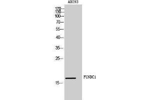 Western Blotting (WB) image for anti-FUN14 Domain Containing 1 (FUNDC1) (Internal Region) antibody (ABIN3181495) (FUNDC1 抗体  (Internal Region))