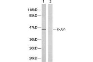 Western blot analysis of extracts from HeLa cells, using c-Jun (Ab-239) Antibody. (C-JUN 抗体  (AA 206-255))