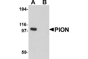 Western Blotting (WB) image for anti-Pigeon Homolog (PION) (C-Term) antibody (ABIN1030587) (GSAP 抗体  (C-Term))