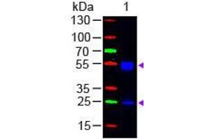 Western Blot of Goat anti-F(ab')2 Rat IgG (H&L) Antibody Fluorescein Conjugated Pre-Adsorbed Lane 1: Rat IgG Load: 50 ng per lane Secondary antibody: F(ab')2 Rat IgG (H&L) Antibody Fluorescein Conjugated Pre-Adsorbed at 1:1,000 for 60 min at RT Block: ABIN925618 for 30 min at RT Predicted/Observed size: 55 and 28 kDa, 55 and 28 kDa (山羊 anti-大鼠 IgG (Heavy & Light Chain) Antibody (FITC) - Preadsorbed)