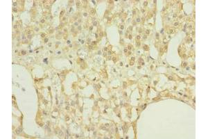 Immunohistochemistry of paraffin-embedded human adrenal gland tissue using ABIN7167395 at dilution of 1:100 (RAP1A 抗体  (AA 1-181))