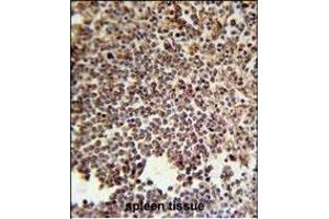 KIR2DS3 Antibody (C-term) (ABIN651950 and ABIN2840472) immunohistochemistry analysis in formalin fixed and paraffin embedded human spleen tissue followed by peroxidase conjugation of the secondary antibody and DAB staining. (KIR2DS3 抗体  (C-Term))