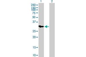Western Blot analysis of IMPA2 expression in transfected 293T cell line by IMPA2 MaxPab polyclonal antibody. (IMPA2 抗体  (AA 1-288))