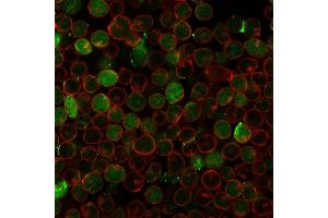 Immunofluorescence Analysis of PFA fixed MOLT-4 cells labeling Thymidylate Synthase Recombinant Mouse Monoclonal (rTYMS/1884) followed by Goat anti-mouse IgG-CF488 (Green). (Recombinant TYMS 抗体  (AA 60-174))