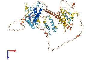 Intestinal Alkaline Phosphatase Protein (ALPI) (AA 1-557) (His tag)