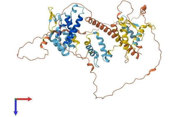 Intestinal Alkaline Phosphatase Protein (ALPI) (AA 1-557) (His tag)