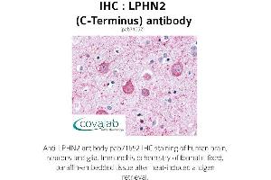 Image no. 1 for anti-Latrophilin 2 (LPHN2) (C-Term) antibody (ABIN1736537) (LPHN2 抗体  (C-Term))