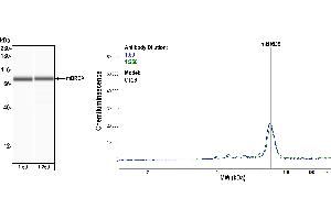 anti-Bromodomain Containing 9 (BRD9) (AA 547-597) antibody