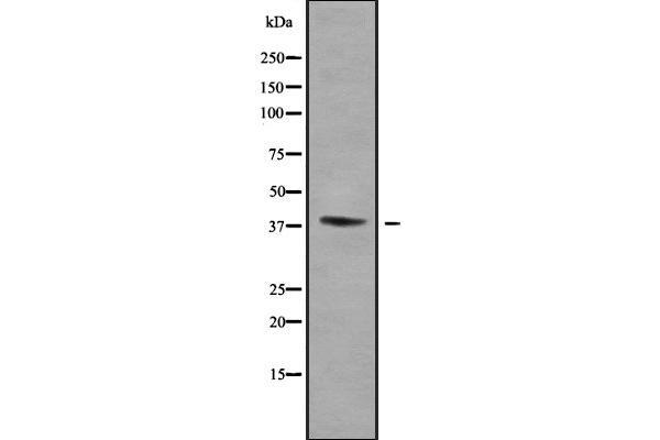 WNT16 antibody  (C-Term)