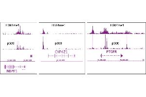 p300 antibody (mAb) tested by ChIP-Seq. (p300 抗体)