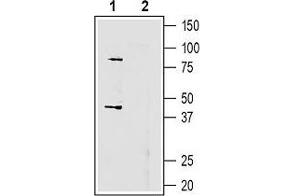 GPR55 抗体  (3rd Extracellular Loop)