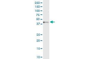 Immunoprecipitation of SPHK1 transfected lysate using anti-SPHK1 MaxPab rabbit polyclonal antibody and Protein A Magnetic Bead , and immunoblotted with SPHK1 purified MaxPab mouse polyclonal antibody (B01P) . (SPHK1 抗体  (AA 1-398))