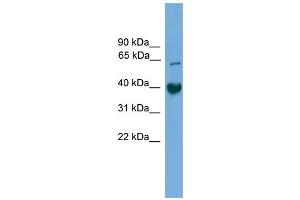 WB Suggested Anti-Tmem130 Antibody Titration:  0. (TMEM130 抗体  (C-Term))