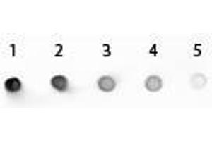 Dot Blot of Mouse IgG2a Antibody Alkaline Phosphatase Conjugated. (兔 anti-小鼠 IgG2a (Heavy Chain) Antibody (Alkaline Phosphatase (AP)) - Preadsorbed)