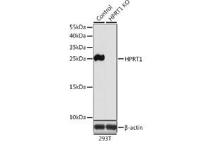 Western blot analysis of extracts from normal (control) and HPRT1 knockout (KO) 293T cells, using HPRT1 antibody (ABIN6132283, ABIN6141970, ABIN6141971 and ABIN7101782) at 1:1000 dilution. (HPRT1 抗体  (AA 1-218))