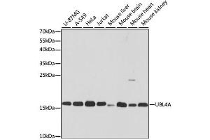 Western blot analysis of extracts of various cell lines, using UBL4A antibody (ABIN1875804) at 1:3000 dilution. (UBL4A 抗体)