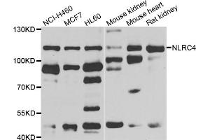 Western blot analysis of extracts of various cell lines, using NLRC4 antibody (ABIN5975127) at 1/1000 dilution. (NLRC4 抗体)