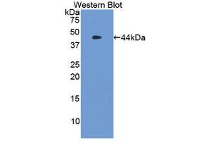 Western Blotting (WB) image for anti-Tryptase alpha/beta 1 (TPSAB1) (AA 151-275) antibody (ABIN1860849) (TPSAB1 抗体  (AA 151-275))