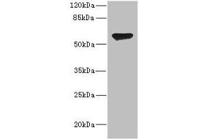 Western blot All lanes: CHRNA2 antibody at 2. (CHRNA2 抗体  (AA 27-264))